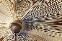 Gills