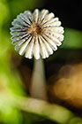 small mushroom from top