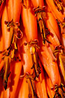 ??? bitter aloe flower close-up