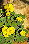 ??? sorrel yellow flowers