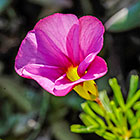 ??? sorrel pink flowers