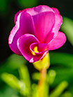 ??? sorrel pink flowers