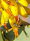 ??? quiver tree flowers with bee