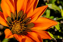 ??? flowers
