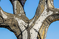 close-up quiver tree