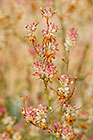 Dyerophytum