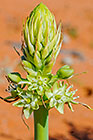 plant slymstok