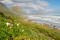 coastal mountains with arum lily