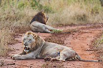 male lions laying on road at sunrise