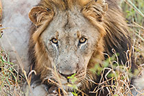 male lion eating antilope leg