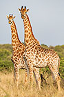 giraffes