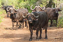 buffalo herd on road