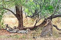 cheetah cubs & mother under tree