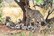cheetah cubs & mother under tree