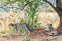 cheetah cub under tree & walking