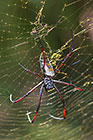 golden orb spider on web