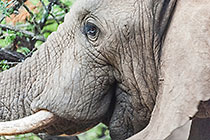 male elephant browsing