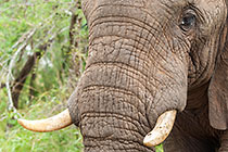 elephant bull head