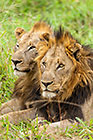 male lions laying in grass