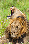 male lions laying in grass & yawling