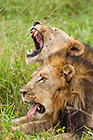 male lions laying in grass & yawling