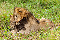 male lions laying in grass & stretching