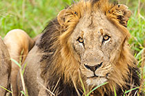 male lion laying in grass