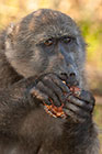 baboon matters