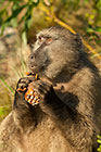 baboon matters
