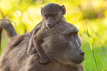baboon matters