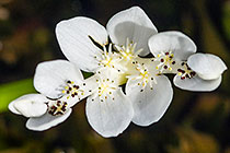 ??? flowers