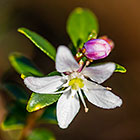 ??? buchu flowers