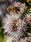 ??? whitish flowers with bee 