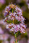 ??? purple flowers & fruits + bee