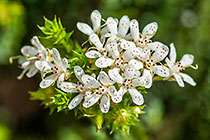 ??? flowers
