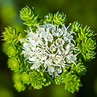 ??? stem with apex of young leaves & white flowers