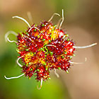 ??? red fruits