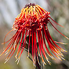 rocket pincushion