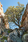 tree & rocks