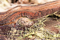 ??? Clanwilliam cedar dead wood