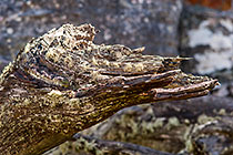 ??? Clanwilliam cedar dead wood