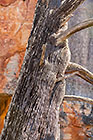 ??? Clanwilliam cedar tree