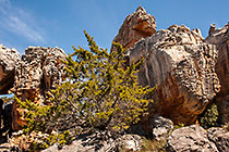 ??? Clanwilliam cedar tree