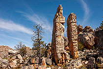??? Clanwilliam cedar tree