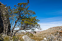 ??? Clanwilliam cedar tree