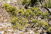 ??? Clanwilliam cedar branch & leaves