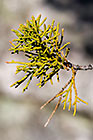 ??? Clanwilliam cedar branch & leaves
