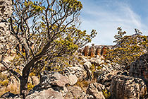 ??? Clanwilliam cedar tree