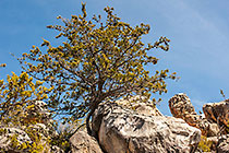 ??? Clanwilliam cedar tree