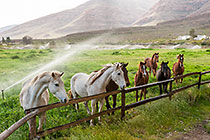 horses in meadow